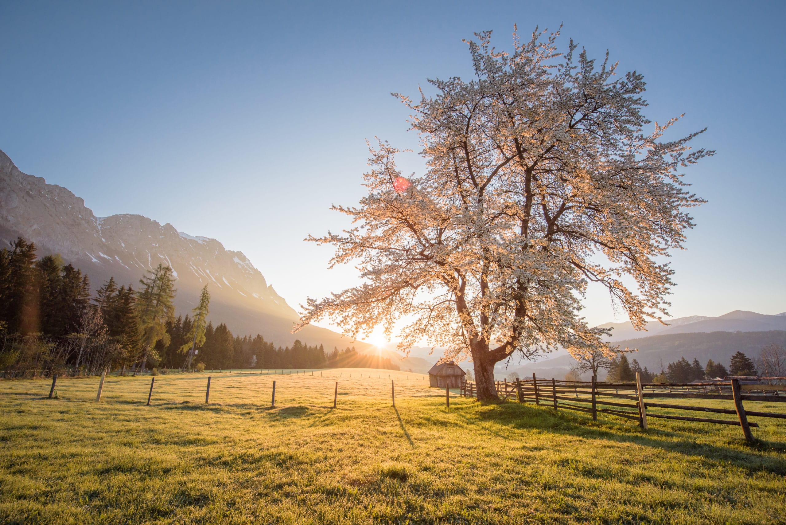 4888 Morgensonne Bluehender Kischbaum im Morgenlicht scaled