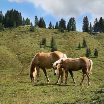 Haflinger